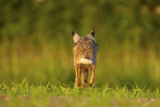European brown hare (Lepus europaeus) adult running away, Norfolk, England, United Kingdom