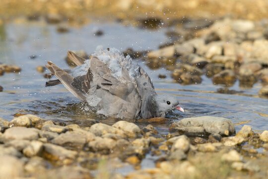 Columba Oenas, Holdove, Stock Pigeon, Bath, Bathe, Bird Bath, Birds, Columbidae, Doves, Doves, Potions, Birdbath, Birds, Watering Place