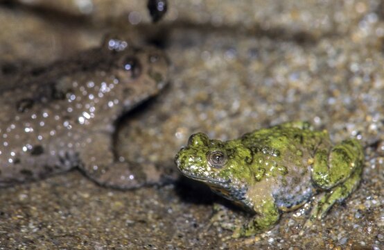Mountain toad, bombina variegata, yellow-bellied toad, amphibians, amphibians, amphibians, amphibians, amphibians, toads