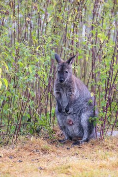 A red-necked wallaby (Macropus rufogriseus) sits on a cloudy day amidst tall, dense clumps of stinging nettles, eating the leaves. Eastern Australia, Tasmania, islands of Bass Strait
