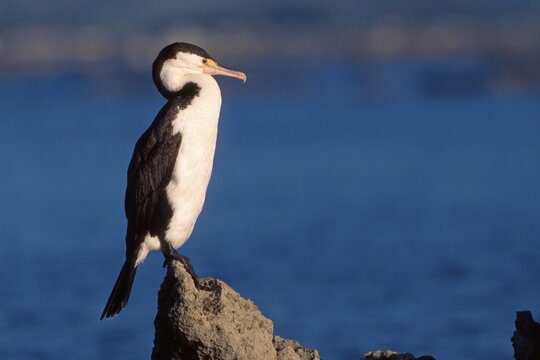 Pied Cormorant (Phalacrocorax varius), South Island, New Zealand