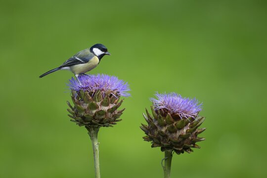 Great tit (Parus major) adult bird on a garden Artichoke thistle flower in the summer, England, United Kingdom
