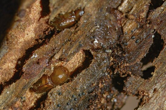 Letterpress, curculionidae, European spruce bark beetle, spruce bark beetle, large eight-toothed spruce bark beetle, ips typographus, weevils, beetles, bark beetles, coleoptera, insects, beetles