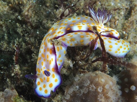 A colourful nudibranch with yellow dots and purple details, Hypselodoris ghardaqana, on a seabed. Dive site Sodwana Bay National Park, Maputaland Marine Reserve, KwaZulu Natal, South Africa