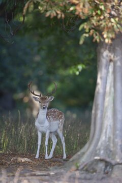 Fallow deer (Dama dama) adult male buck standing in a woodland, England, United Kingdom