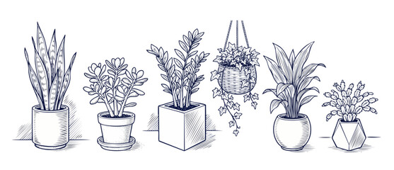 Houseplants line art sketch set of six potted indoor botanical plants drawn in engraving style on white background for minimalist home decor design. Includes snake plant, ivy, and jade plant. © Dinali