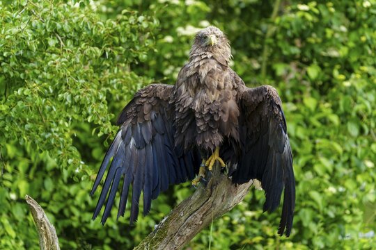 Sublime eagle with open wings in front of a lively foliage backdrop, white-tailed eagle (Haliaeetus albicilla), France