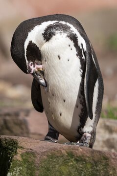 Humboldt penguin (Spheniscus humboldti) standing on a rock and preening itself, occurrence in South America, captive, Germany