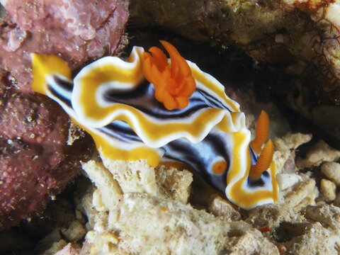 Wavelike star snail (Chromodoris magnifica) with orange-coloured stripes, placed on stones and corals, dive site SD, Nusa Ceningan, Nusa Penida, Bali, Indonesia