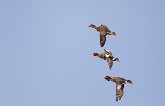 Eurasian wigeon duck (Mareca penelope) two adult male and one female ducks bird in flight, Norfolk, England, United Kingdom