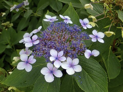 Hydrangea in bloom with purple and blue flowers, mountain hydrangea (Hydrangea serrata), surrounded by green leaves, a bee on the flower, Tyresta National Park, Vendels&ouml;, Stockholm, Sweden