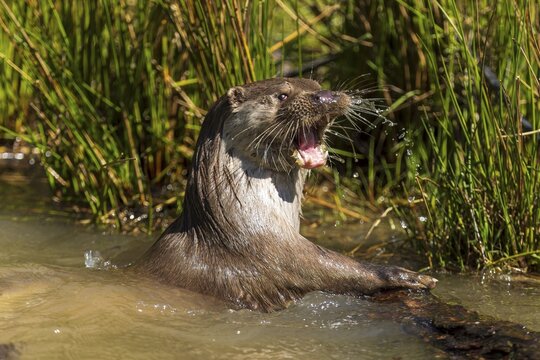 An otter makes a loud noise in the water next to grasses, European otter (Lutra lutra), Germany