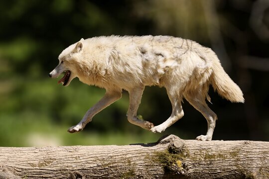 Arctic wolf (Canis lupus arctos), running over a tree trunk, France