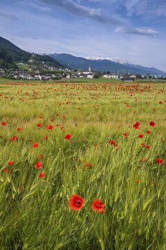 Cereal field with corn poppy (Papaver rhoeas), behind it the town of Schwaz, Schwazer Felder, Schwaz, Tyrol, Austria