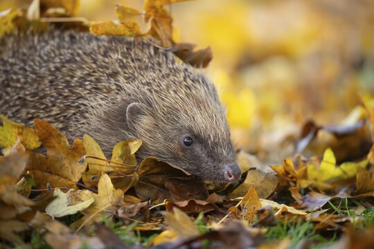 European hedgehog (Erinaceus europaeus) adult animal on a garden lawn with fallen autumn leaves, England, United Kingdom