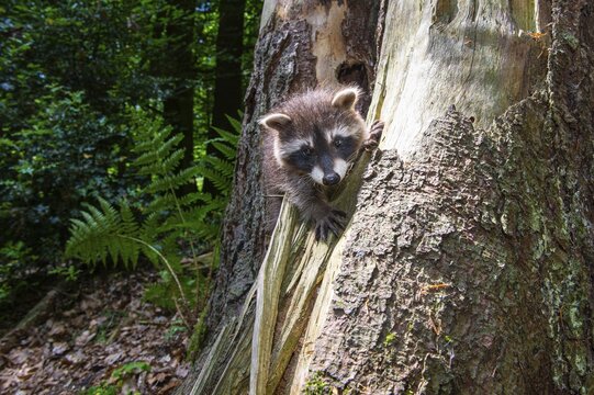 Young raccoon (Procyon lotor) on a discovery tour, Steinhagen, North Rhine-Westphalia, Germany