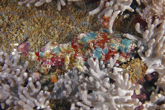 A strikingly patterned fish, humpback scorpionfish (Scorpaenopsis diabolus), amidst corals, dive site Toyapakeh, Nusa Ceningan, Nusa Penida, Bali, Indonesia