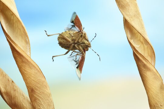 Hairy Shieldbug (Dolycoris baccarum), in flight, on the dried husk of a broad-leaved flat pea (Lathyrus latifolius), Germany