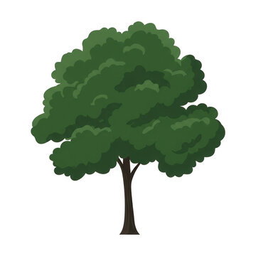 Illustration vectorielle d'un arbre &agrave; feuilles caduques avec une couronne dense et verte, isol&eacute; sur un fond blanc, id&eacute;al pour des projets de design graphique, de nature ou d'&eacute;cologie.