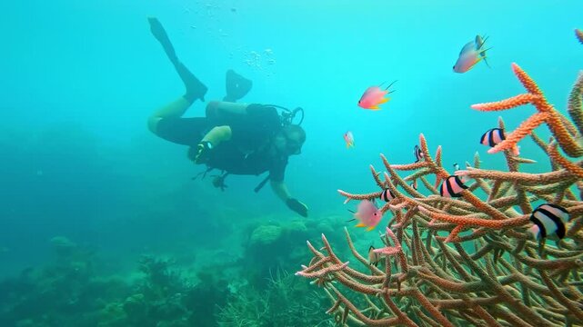 Scuba diver wearing full gear is observing colorful tropical fish swimming among vibrant branching coral, exploring the diverse underwater ecosystem of Fiji's Rainbow Reef