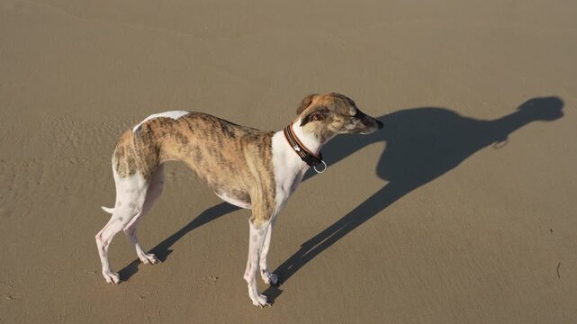 Brindle whippet standing alert on wet sand at sunrise casting a long shadow, empty beach at Hat Head, New South Wales, Australia