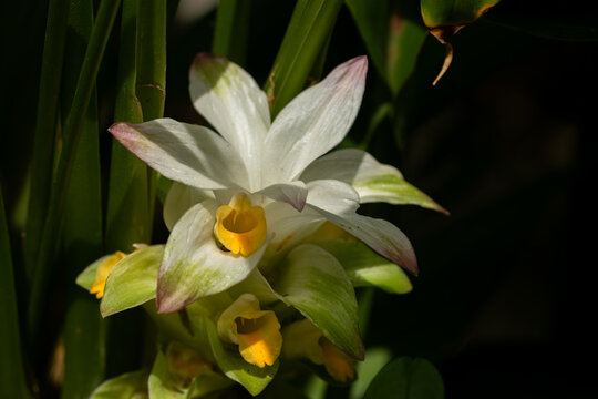 Macro close-up of blooming white turmeric flower with delicate petals and bright yellow center
