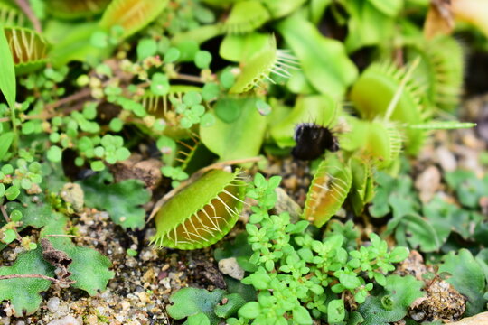 Macro detail of Venus flytrap plant trap and cilia hair trigger