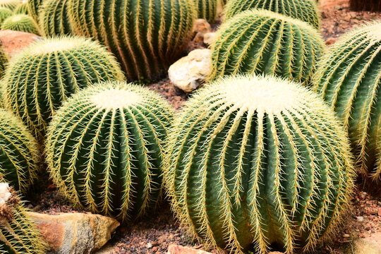 a group of golden barrel cacti in a desert garden