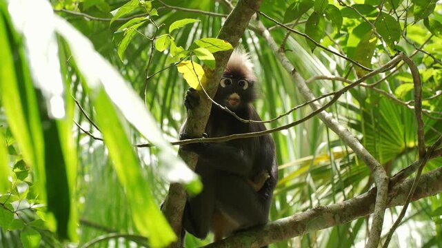 Low-angle static shot of a dusky leaf monkey lying along a canopy branch, lifting its head to look attentively at its surroundings before adjusting its resting position.