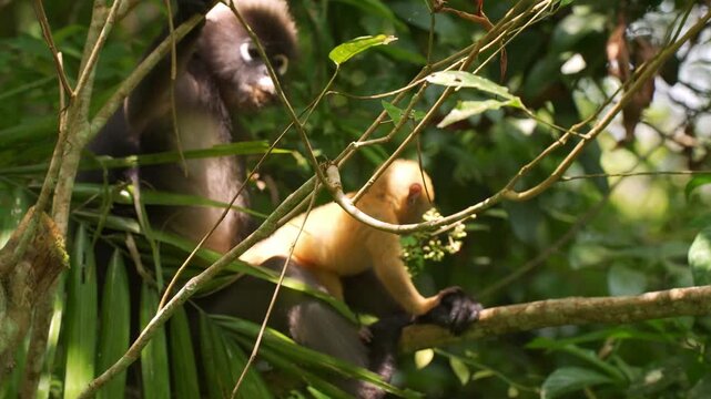 Low-angle static shot of a mother dusky leaf monkey (Trachypithecus obscurus) sitting on a tree branch and eating while her bright orange baby playing around.
