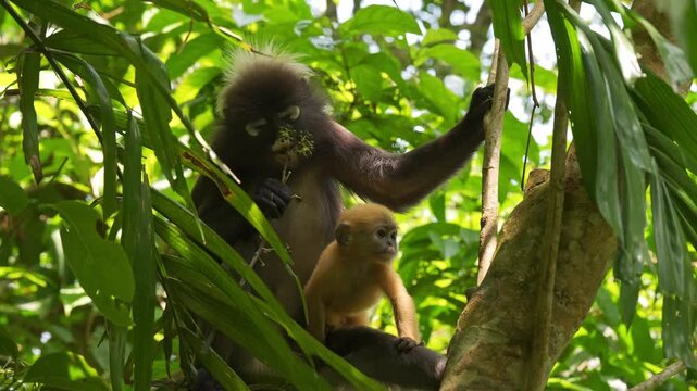 Low-angle static shot of a mother dusky leaf monkey plucking and consuming small fruits as her bright orange infant explores the branch and playfully interacts with her.