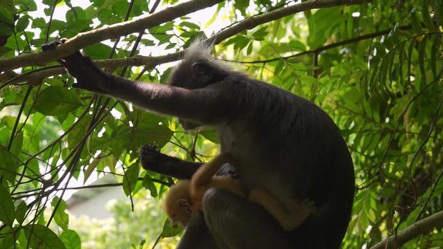 Low-angle medium static shot of an adult dusky leaf monkey sitting upright on a thick tree bough, calmly gazing around the lush canopy while holding her bright orange infant close.