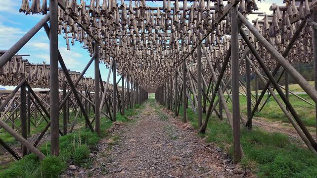 Walking through endless rows of traditional wooden racks with stockfish drying in the open air, a classic scenery of the Lofoten Islands