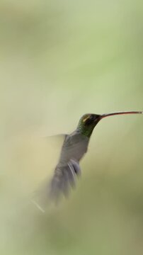 Small hummingbird with a long beak hovering and drinking from a bird feeder in mindo, ecuador