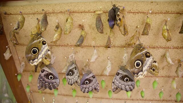 Owl butterfly breaking free from its pupa among rows of hanging cocoons in a butterfly farm