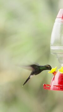 Tiny hummingbird flapping its wings in slow motion while feeding from a nectar feeder in a garden