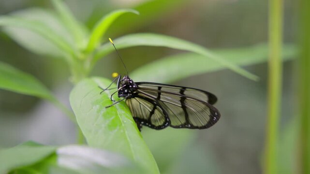 Close up of a delicate glasswing butterfly - greta oto - with transparent wings on a plant
