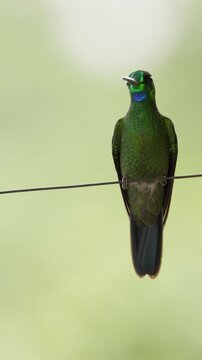 Green hummingbird perched on a wire looking around and then flying away in mindo, ecuador
