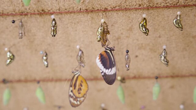 Numerous butterfly cocoons hanging in a butterfly house in mindo, ecuador, with one emerging