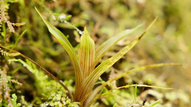 Close up of a miniature orchid plant with striped leaves growing in a lush, green mossy habitat