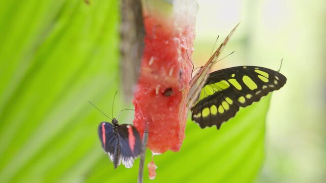 Several species of exotic butterflies feeding on a slice of fresh watermelon in a nature reserve