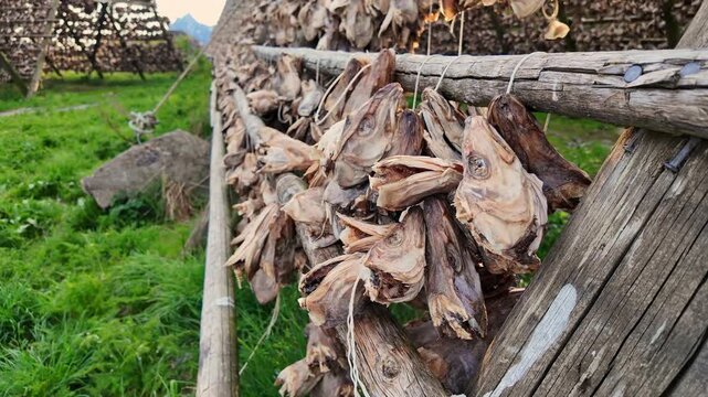 Close up of traditional stockfish production in Norway. Cod heads drying on wooden racks in a field in the Lofoten Islands archipelago