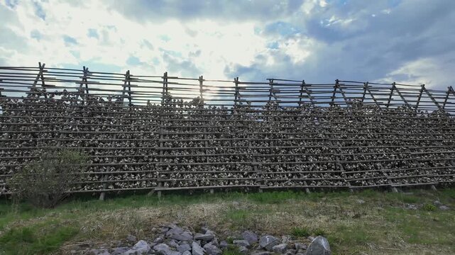Thousands of fish heads, primarily cod, drying on traditional wooden racks in the Lofoten Islands, Norway. Scenic view of local fishing culture