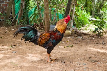 Colorful Rooster Standing in a Rural Farmyard © ducsuu