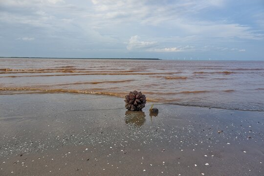 Nipa Palm Fruit Cluster Washed Ashore on a Wet Sandy Beach
