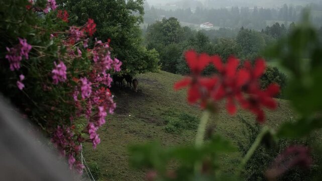 Ponies shelter under a tree in the rain on a green hillside, seen from a balcony through soft-focus pink and red geraniums in the foreground. moody, atmospheric scene of rural life in the misty Allg&auml;u