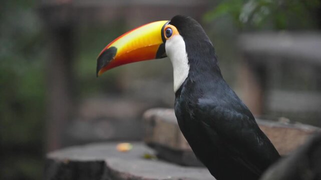 Close up portrait of a toco toucan showing its large orange beak in captivity in slow motion