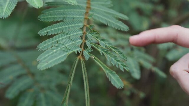A hand gently touching a sensitive plant closing its leaves in the jungle