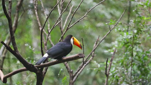 A toco toucan perched on a
branch surrounded by green forest in captivity in slow motion