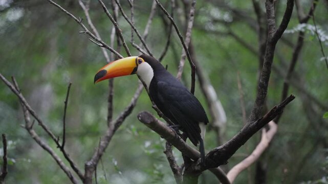 A toco toucan perched on a bare branch turning its head in captivity in slow motion